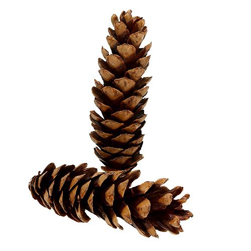 Cones Strobus 20 - 25cm lacado 50p