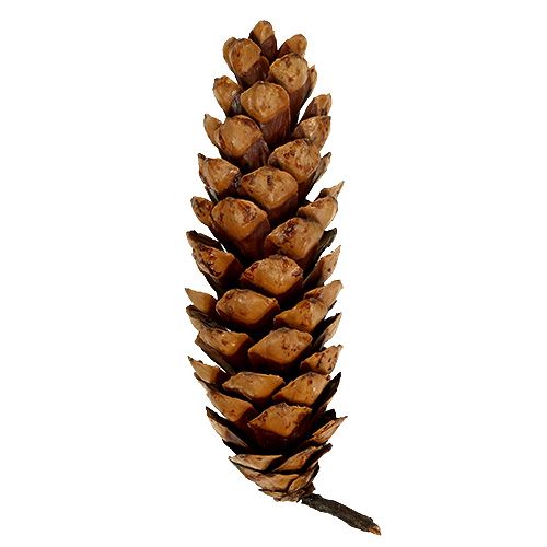 Itens Cones Strobus 20 - 25cm pintados 50 peças