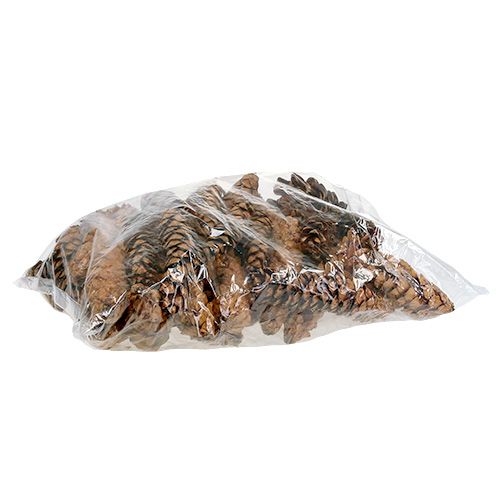 Itens Cones Strobus 20 - 25cm pintados 50 peças