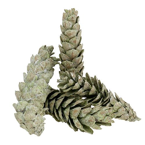 Itens Cones Strobus como decoração natural 15 cm - 20 cm verde 50 unidades