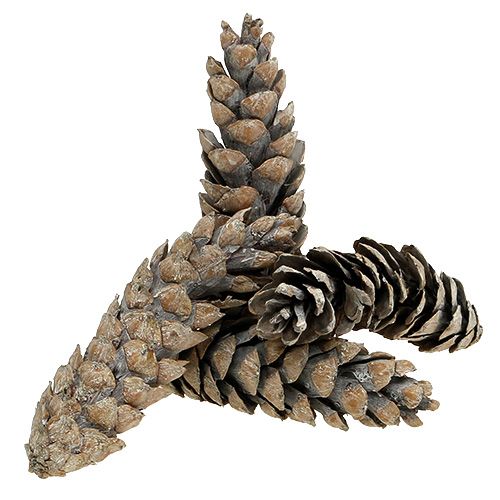 Itens Cones Strobus 15cm - 20cm caiados de branco 50 un
