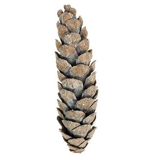 Itens Cones Strobus 15cm - 20cm caiados de branco 50 un