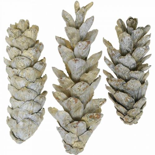 Floristik24 Cones Strobus, Natal, decoração do Advento, cones brancos naturais, dourados C9–14cm 20 unid.