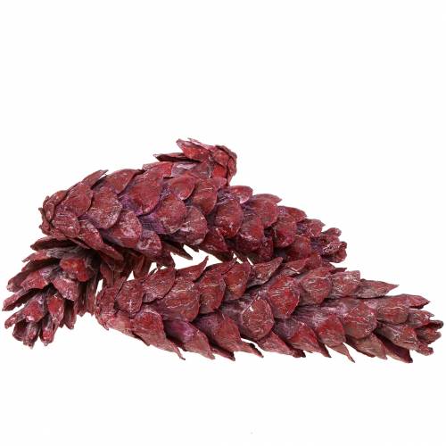 Itens Cones Strobus decoração natural vermelho 15cm - 20cm 50 un