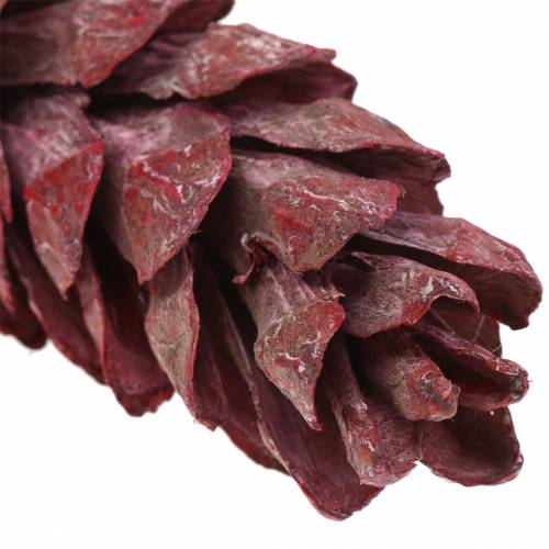 Itens Cones Strobus decoração natural vermelho 15cm - 20cm 50 un