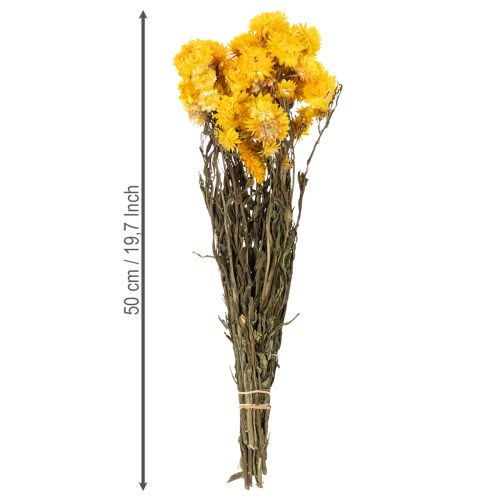 Itens Ramo de flores secas de helichrysum amarelo (Helichrysum), 100g