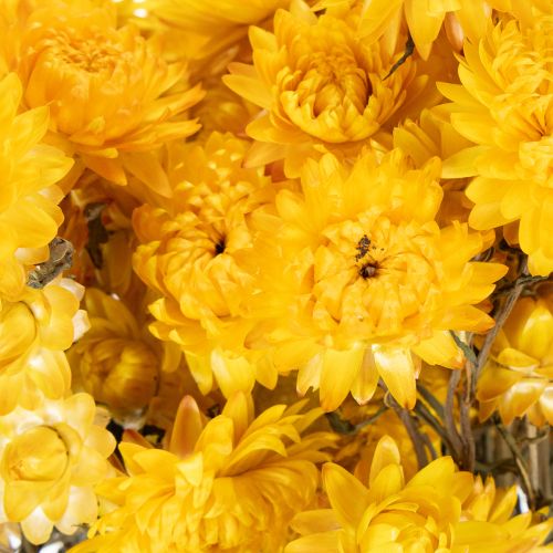 Itens Ramo de flores secas de helichrysum amarelo (Helichrysum), 100g