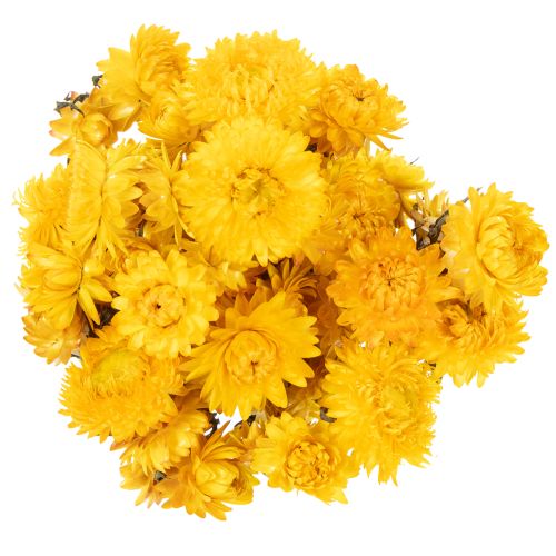 Itens Ramo de flores secas de helichrysum amarelo (Helichrysum), 100g