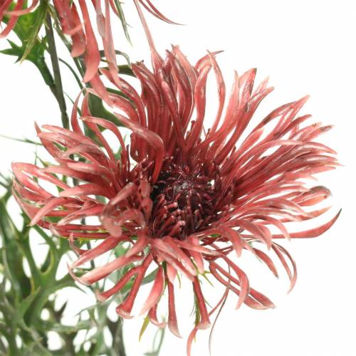 Floristik24 Filial de Xanthium Bordeaux 69cm 3pcs