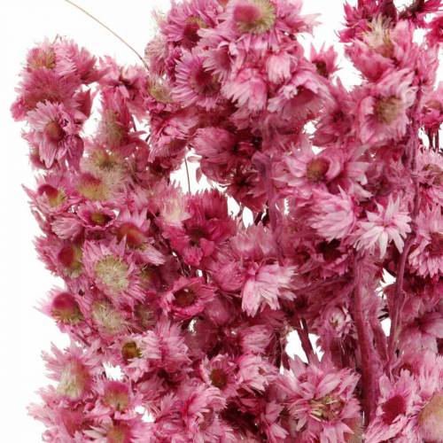 Floristik24 Flores Secas Rosa Buquê de Flores Secas Flores Secas Rosa A21cm