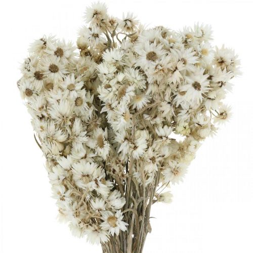 Floristik24 Buquê de flores secas de palha branco pequeno 15 g