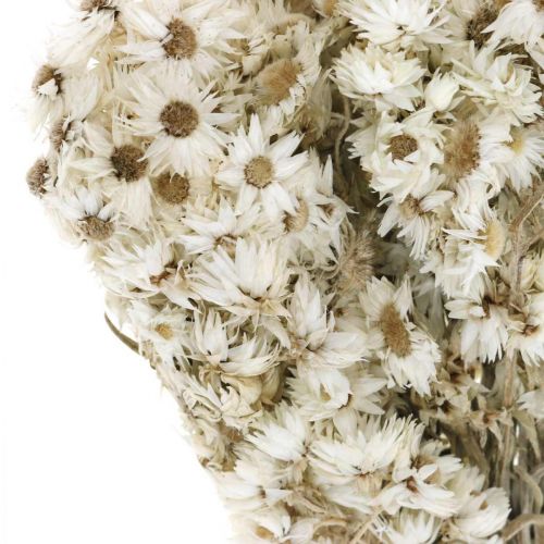 Floristik24 Buquê de flores secas de palha branco pequeno 15 g