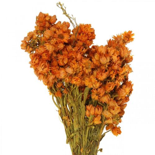 Floristik24 Flores de Palha Flores Secas Laranja Pequeno 15g