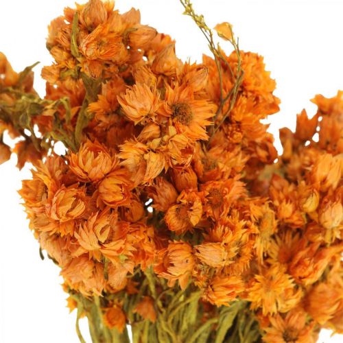 Floristik24 Flores de Palha Flores Secas Laranja Pequeno 15g