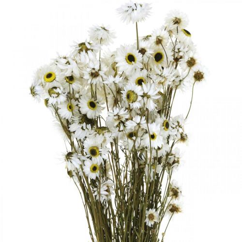 Floristik24 Acroclinium Branco, plantas secas, flores de palha, floricultura seca L20–40cm 25g