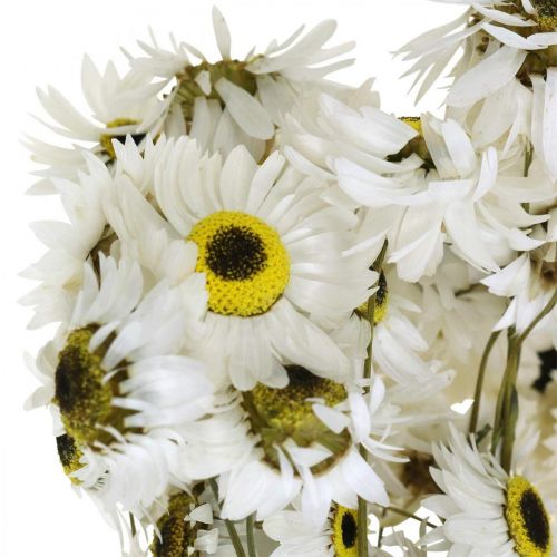 Floristik24 Acroclinium Branco, plantas secas, flores de palha, floricultura seca L20–40cm 25g