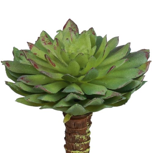 Floristik24 Suculenta Echeveria Planta Verde Artificial Verde Ø6cm 10,5cm