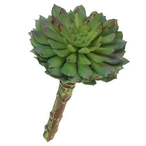 Floristik24 Suculenta Echeveria Planta Verde Artificial Verde Ø6cm 10,5cm