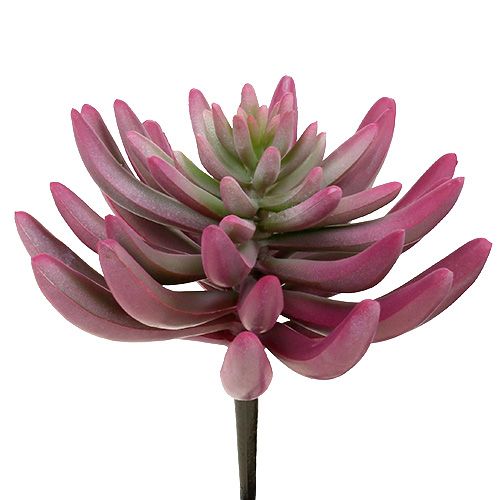Floristik24 Planta suculenta 15cm roxa