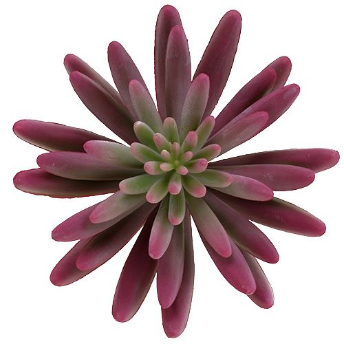 Floristik24 Planta suculenta 15cm roxa
