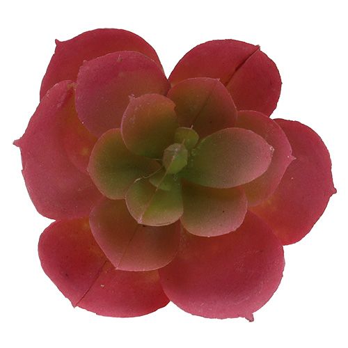 Itens Suculenta Ø5cm Rosa 6 pcs