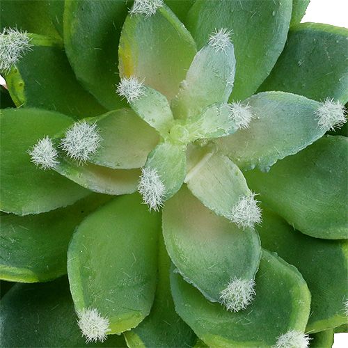 Itens Pedra suculenta rosa verde Ø10cm Alt.11cm 3 unidades