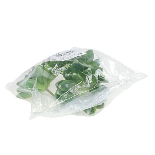 Itens Suculenta pedra rosa verde Ø10cm Alt.11cm 3 unidades