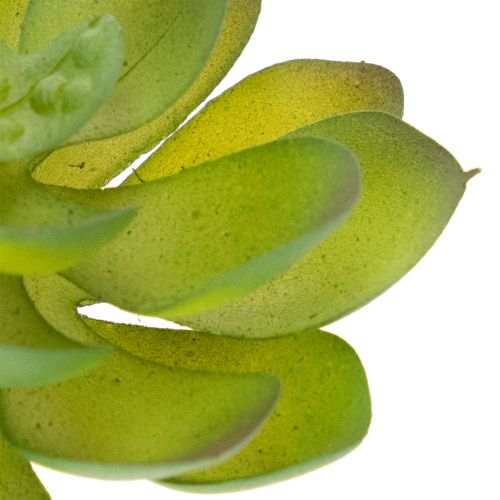 Planta suculenta verde artificial como decoração para arranjos criativos. | Floristik24.pt