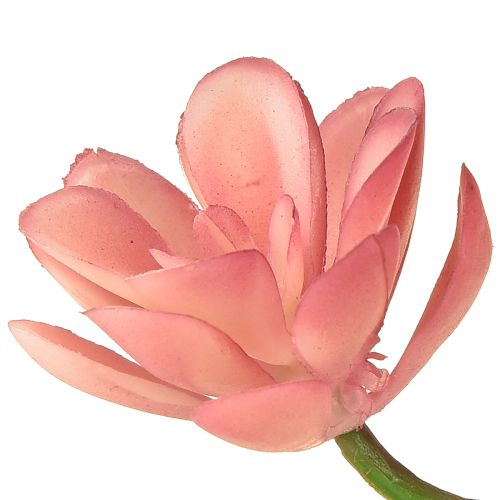 Itens Suculenta artificial 28 rosetas Aeonium rosa velho 43cm