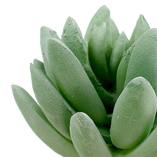 Itens Suculenta Echeveria Ø6.5cm L11cm 6pcs