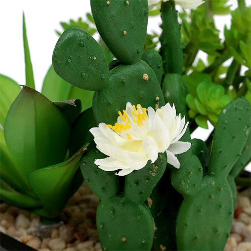 Floristik24 Suculentas em caixa de madeira Alt.14cm 1p