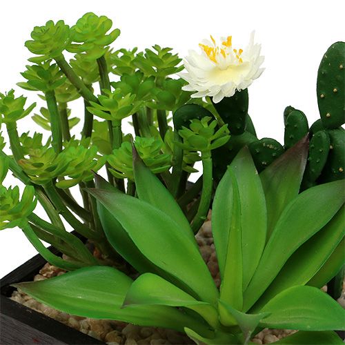 Floristik24 Suculentas em caixa de madeira Alt.14cm 1p