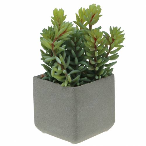 Floristik24 Sedum de cobra suculenta em pote Alt 16cm