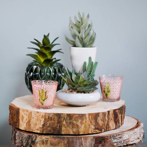 Floristik24 Suculenta em vaso 17cm verde