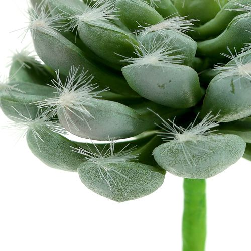 Floristik24 Suculento verde Ø8,5cm C13cm