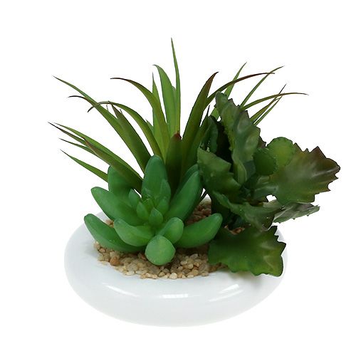 Floristik24 Suculentas em vaso de cerâmica Ø12cm