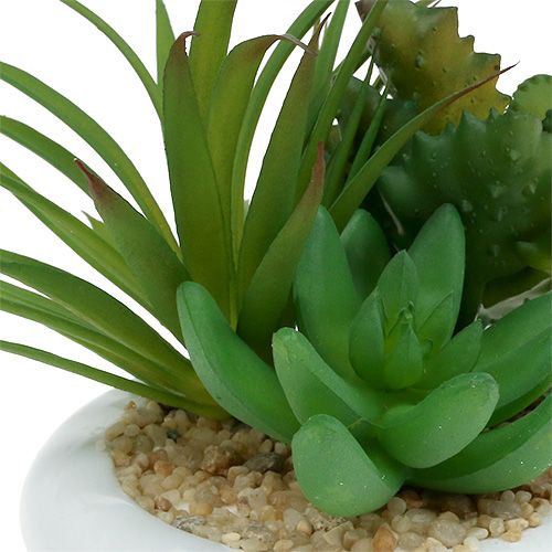 Floristik24 Suculentas em vaso de cerâmica Ø12cm