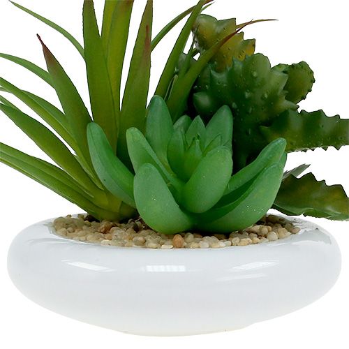 Floristik24 Suculentas em vaso de cerâmica Ø12cm