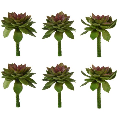 Itens Suculenta Pedra Rosa 6cm Verde 6 Unidades