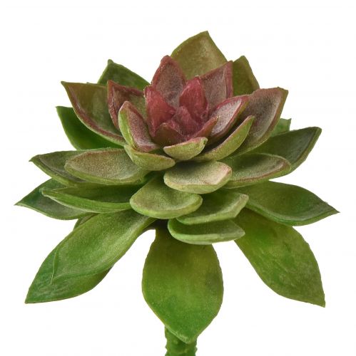 Itens Suculenta Pedra Rosa 6cm Verde 6 Unidades