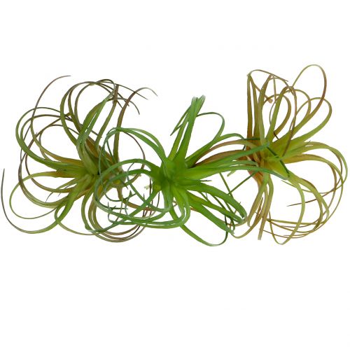 Floristik24 Tillandsia sortida 8cm 3 unidades