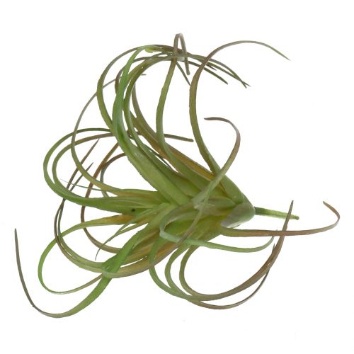 Floristik24 Tillandsia sortida 8cm 3 unidades