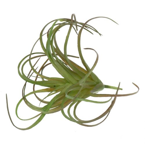 Itens Tillandsia sortida 8cm 3 unidades