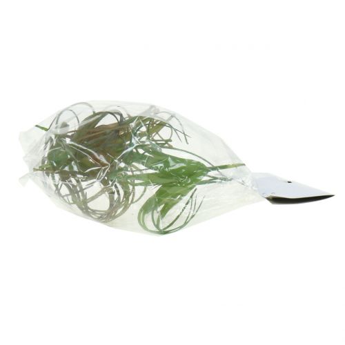 Floristik24 Tillandsia sortida 8cm 3 unidades