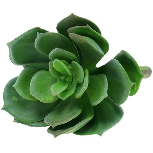 Floristik24 Suculentas classificadas 11cm 3pcs