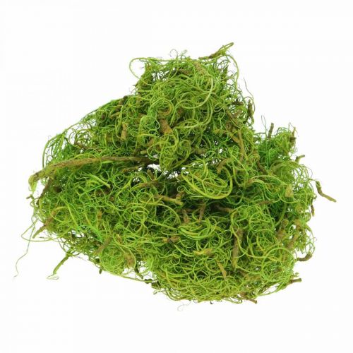 Floristik24 Fibra de Tamarindo Fibra Natural Verde Claro para Artesanato e Decoração 500g