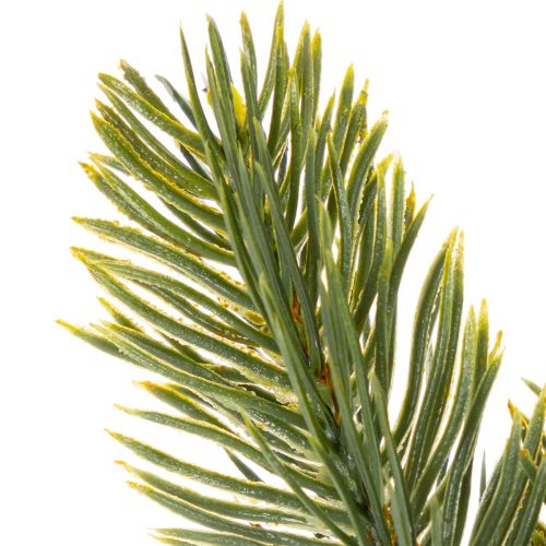Ramo de pinheiro artificial verde para decoração de inverno, 25 cm, 24 peças | Floristik24.pt