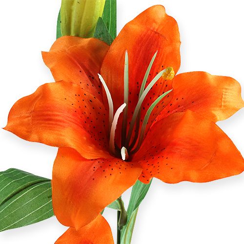 Floristik24 Lírio-tigre laranja 47 cm