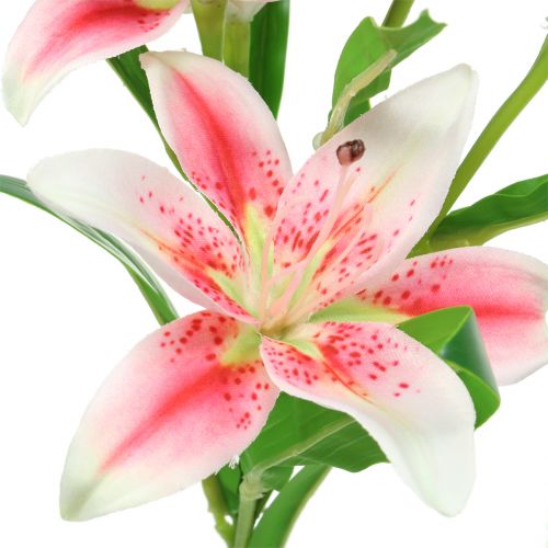 Floristik24 Lírio Tigre Rosa, Branco 60cm