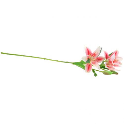 Floristik24 Lírio Tigre Rosa, Branco 60cm